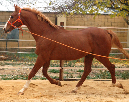 Equus dOlympe
