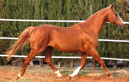 Equus DOlympe