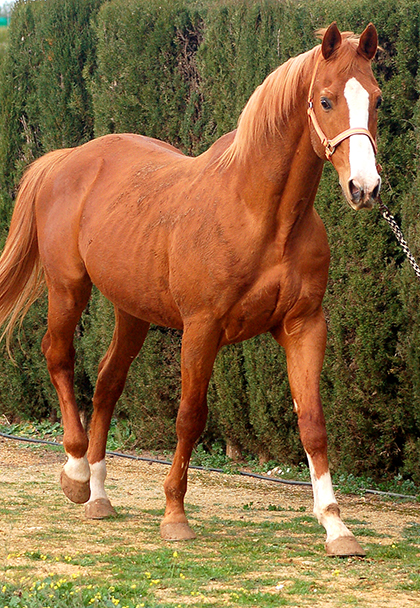 Equus d'Olympe