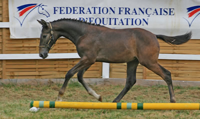 VAGABOND DU FERRON