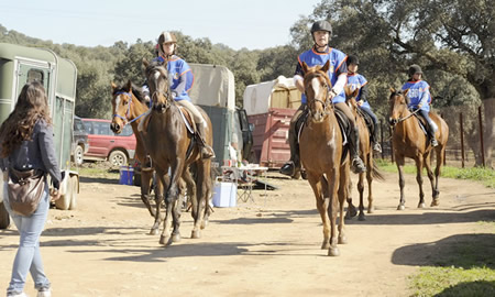 raid caballo anglo arabe