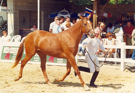 Oberon du Moulin