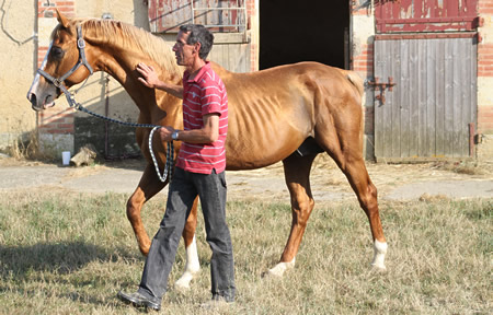 EQUUS D'OLYMPE