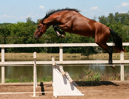 salto libertad