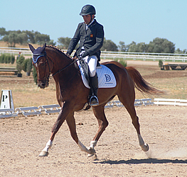 Gran Semana Caballo Anglo-arabe