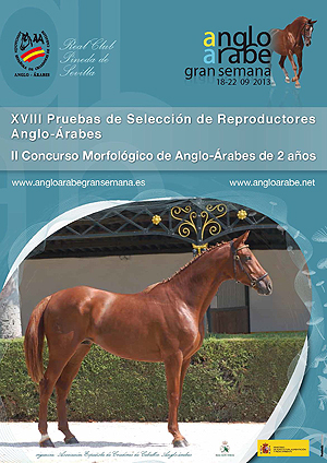 Gran Semana Caballo Anglo-arabe