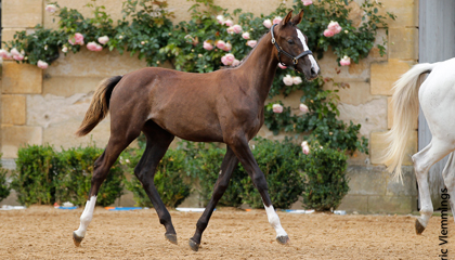 Equus d'Olympe