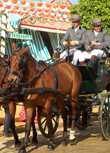 Anglo-arabes en la feria de abril