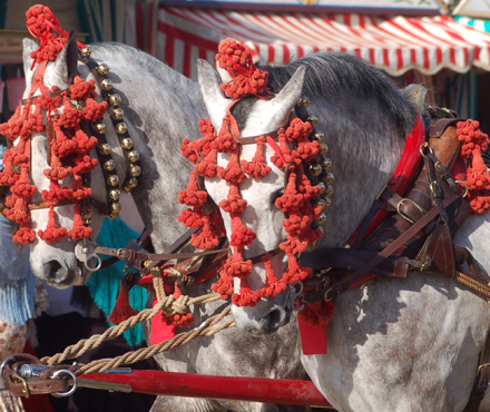 Anglo-arabes en la feria de abril