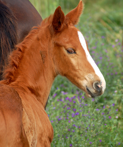 potro hijo de Equus d'Olympe