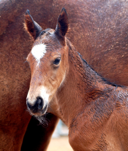 potro hijo de Equus d'Olympe