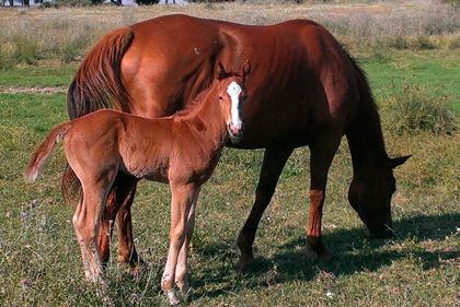 potro hijo de Equus d'Olympe