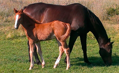 potro hijo de Equus d'Olympe