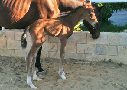 potro hijo de Equus d'Olympe