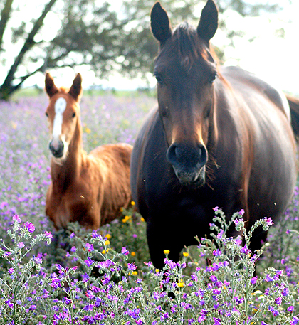 potro hijo de Equus d'Olympe