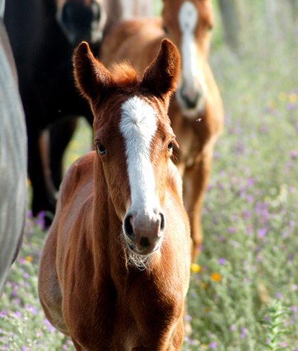 potro hijo de Equus d'Olympe