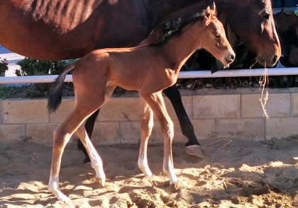 potro hijo de Equus d'Olympe