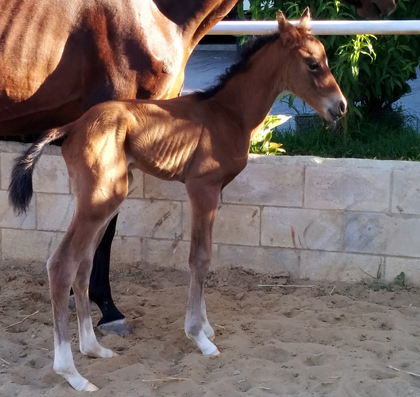 potro hijo de Equus d'Olympe