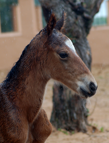 potro hijo de Equus d'Olympe