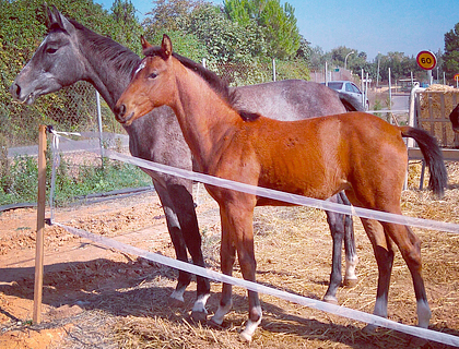 equus d'olympe y heraldik