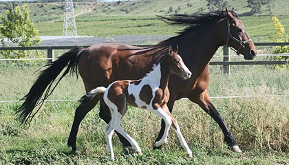 Equisur doma vaquera