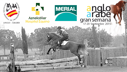 curso-veterinarios-rendimiento-caballo-deporte