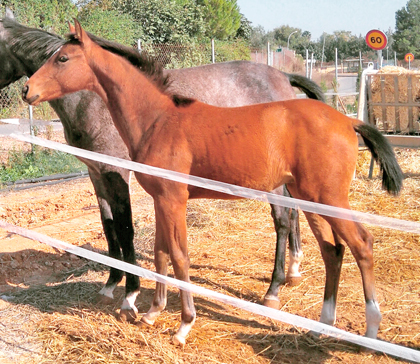 equus d'olympe y heraldik