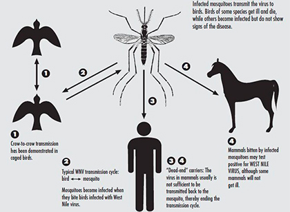 Fiebre del Nilo Occidental