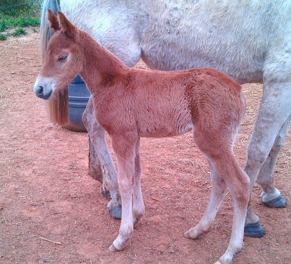 hijo de Equus D'Olympe