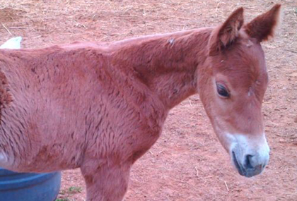 hijo de Equus D'Olympe