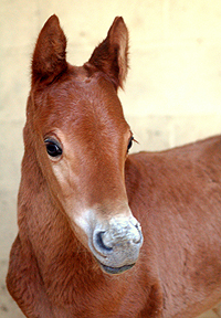 hijo de Equus D'Olympe