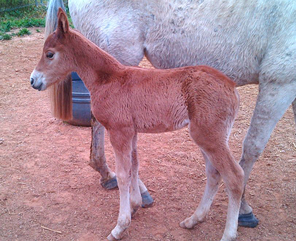 hijo de Equus D'Olympe