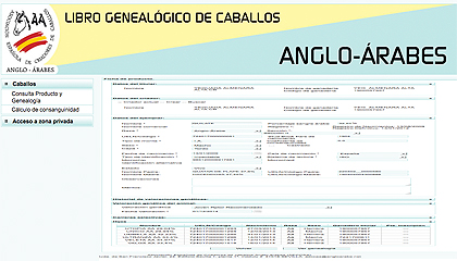 libro genealogico AA