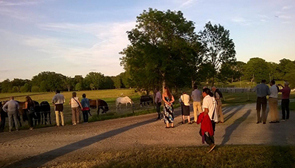 CIAA Angloarab Horses