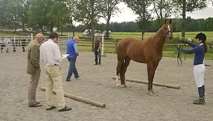 CIAA Angloarab Horses