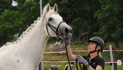 CIAA Angloarab Horses