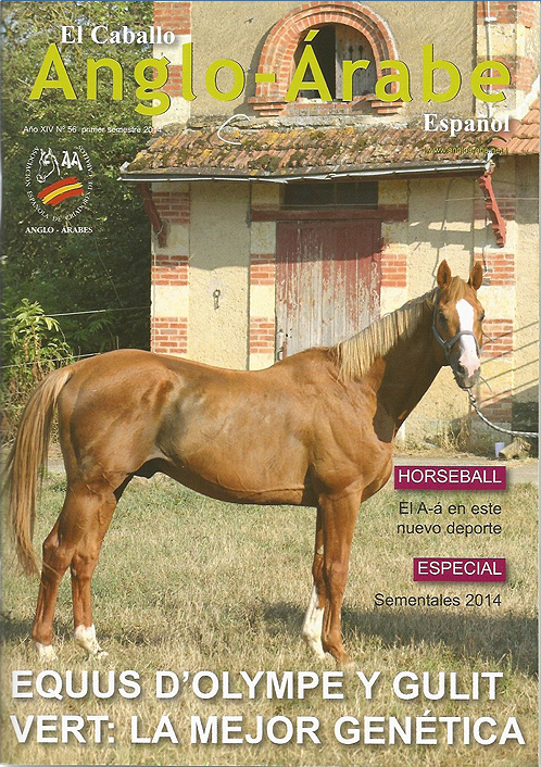 revista caballlo anglo-arabe 56