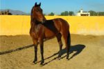 Corvina PJ caballo venta