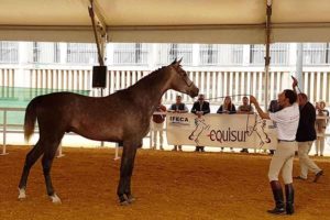 2018-equisur-angloarabe