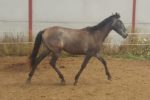 Oasis CZ caballo venta