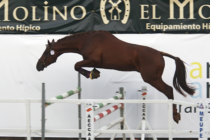 Salto en libertad potros