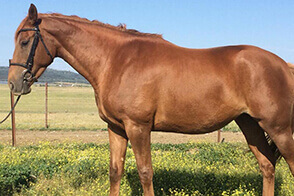 Sa Coeur Pomes caballo venta