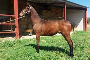 Sa Coeur Pomes caballo venta