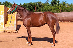 Rasha caballo venta