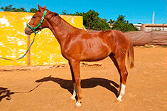 Eureka caballo venta