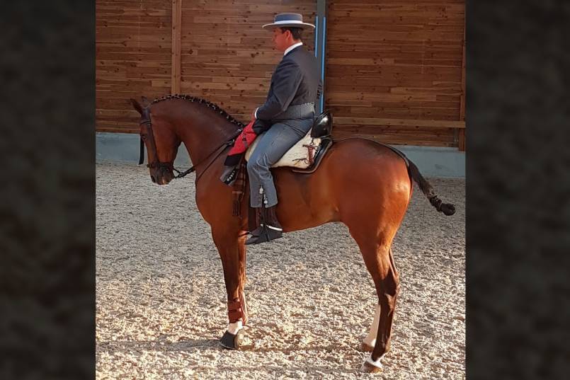 El fin de semana del 26 y 27 de octubre, se celebró en la Hacienda Montemaría, en Marbella, el Campeonato de Andalucía de Equitación de Trabajo.