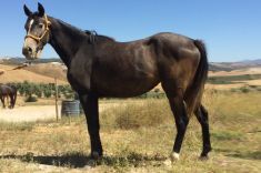 Opera caballo venta