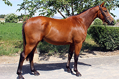 Garcilaso de la Parra caballo venta