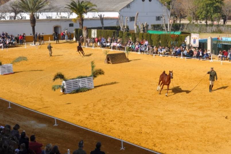 sementales cria caballar