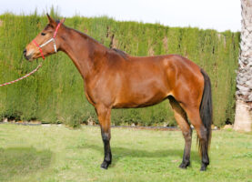 LR Raissa AA. Caballo Anglo-árabe en venta